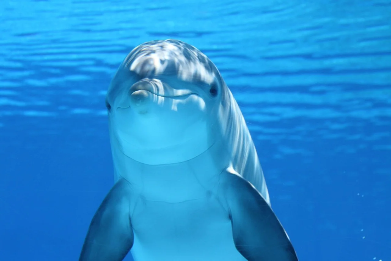 海豚在海中悠游