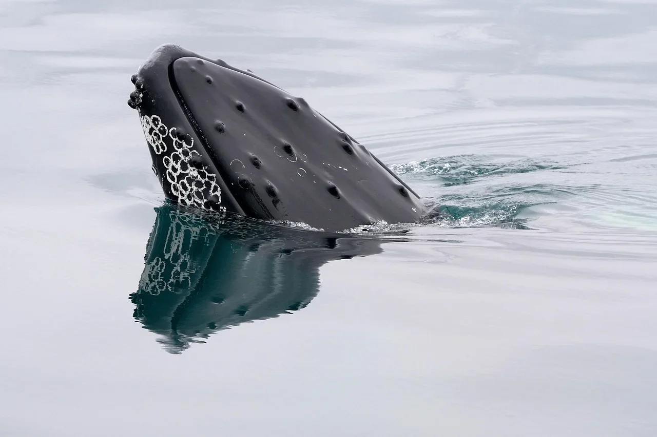 Humpback whale surfacing in water