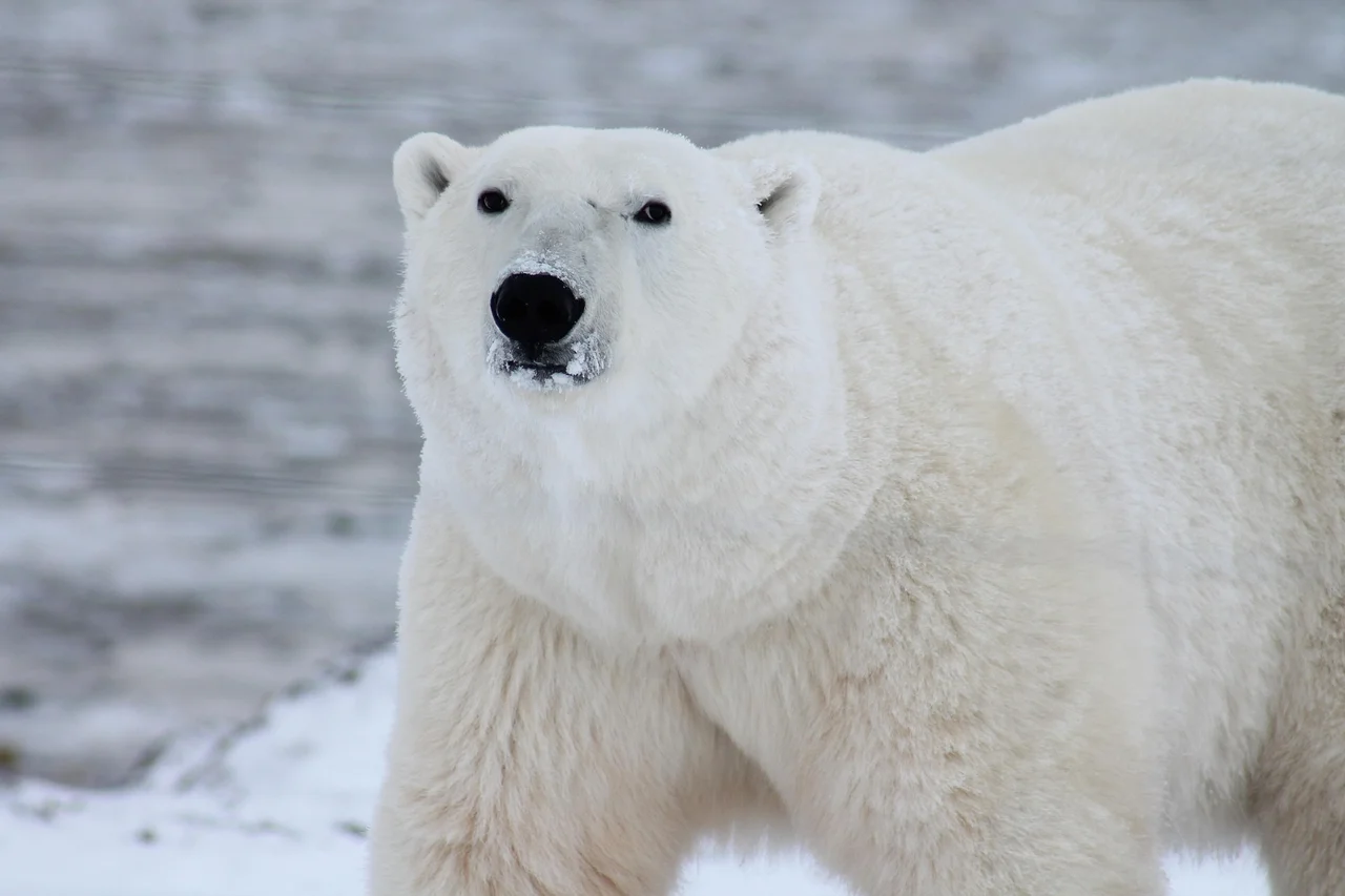 A polar bear on the ice