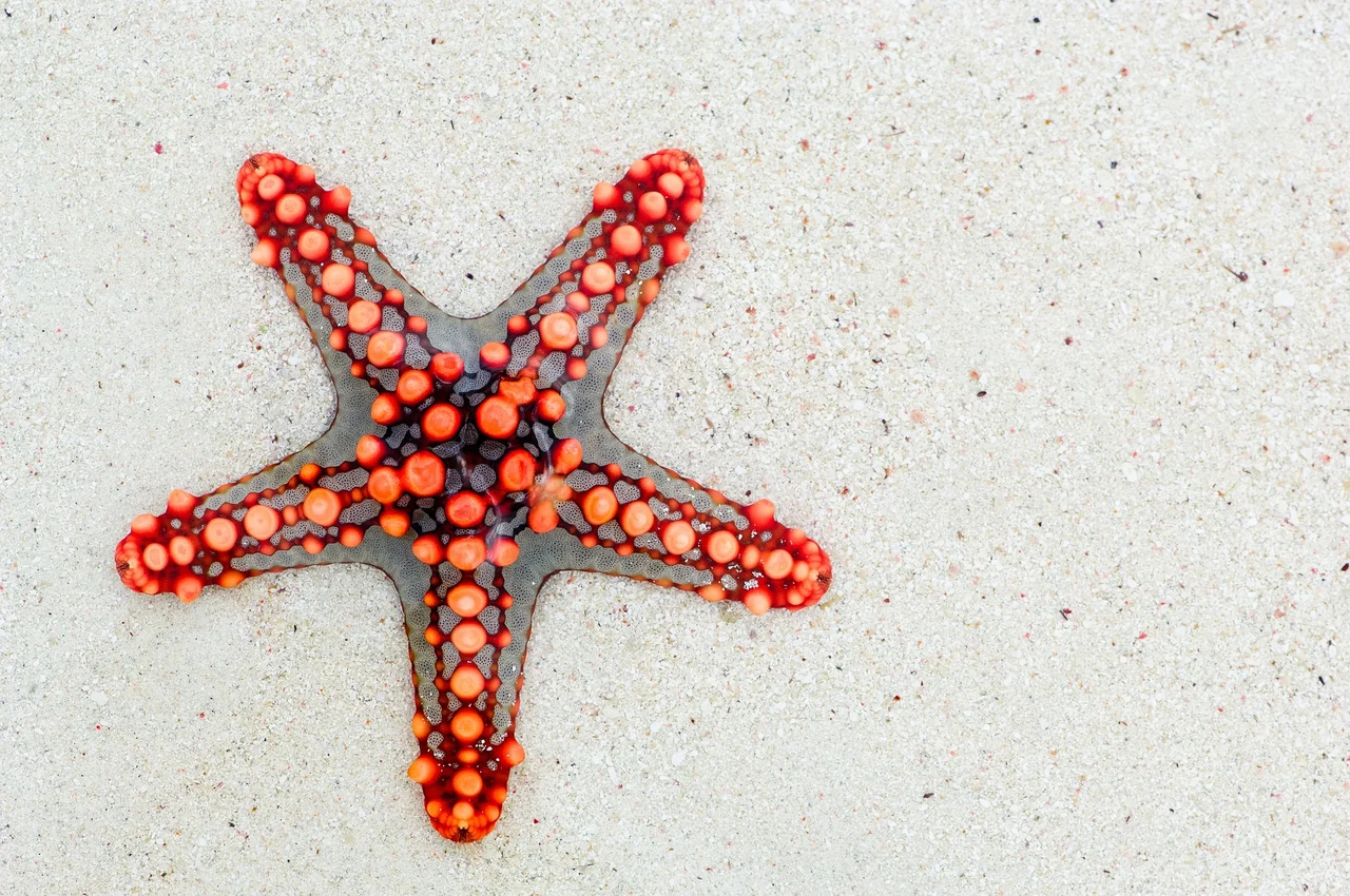 starfish, sand, sea star