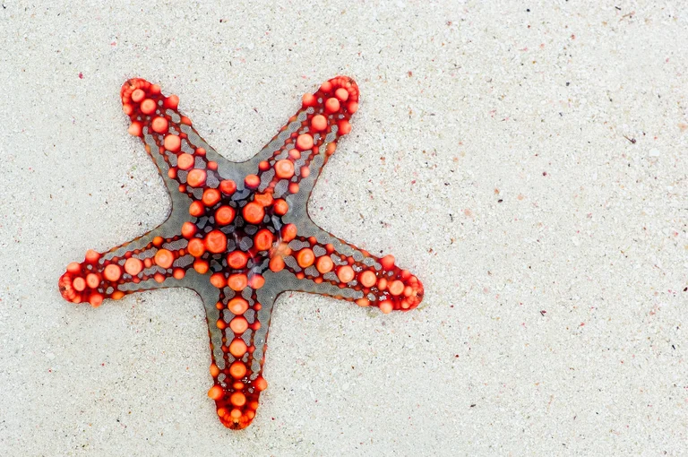 starfish, sand, sea star