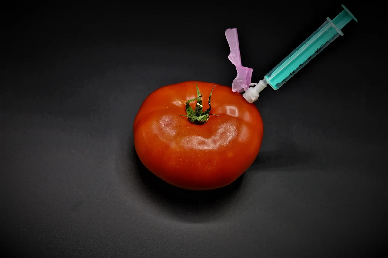 A tomato being injected, illustrating genetic engineering