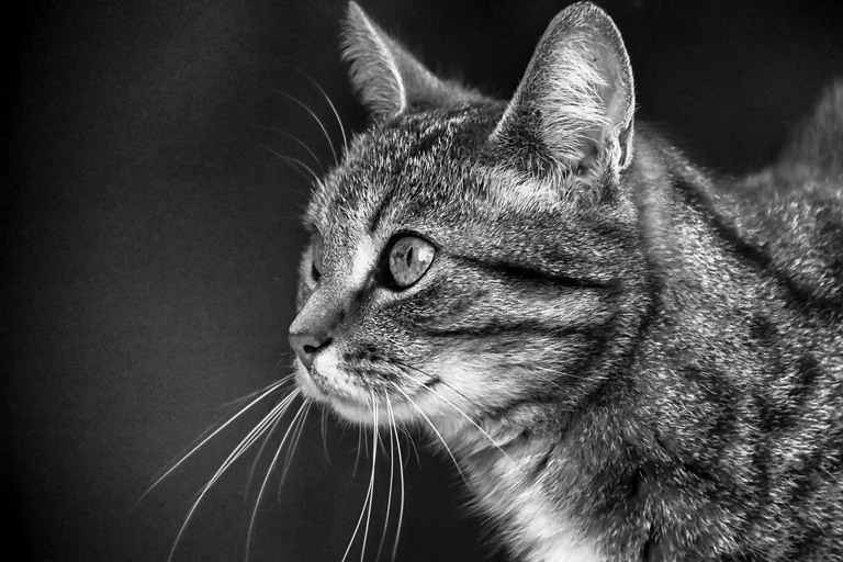 A cat