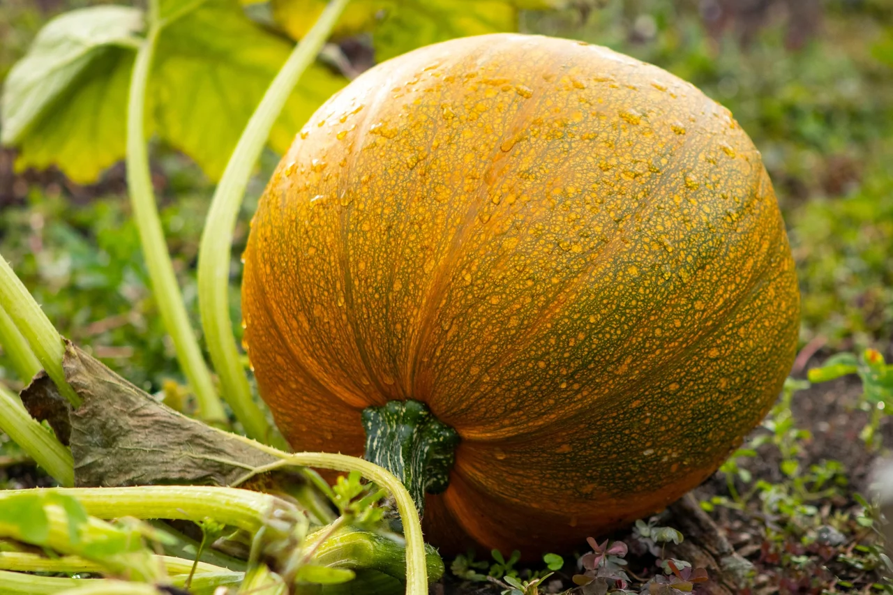 pumpkin, garden, squash