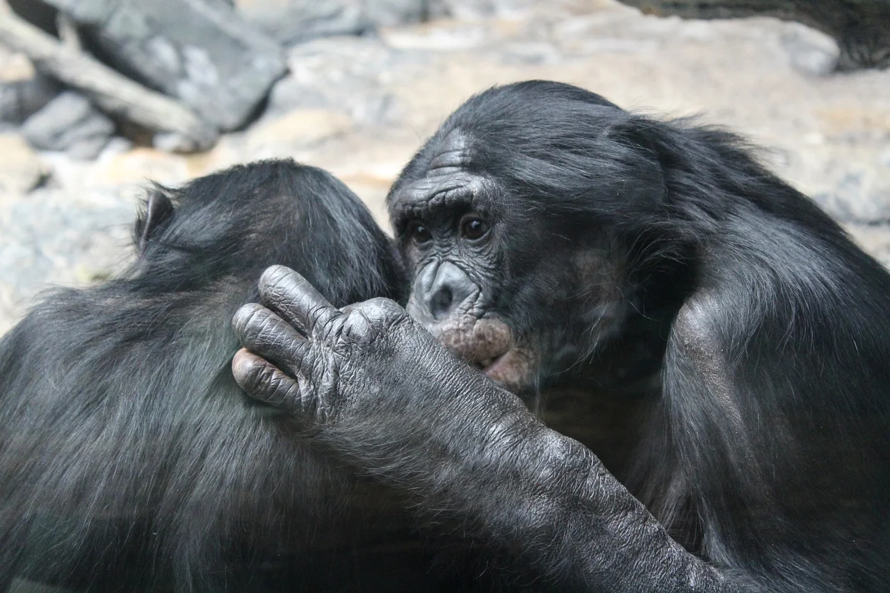 bonobo, nature, primates