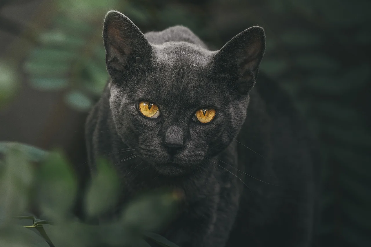 Cat face with two eyes