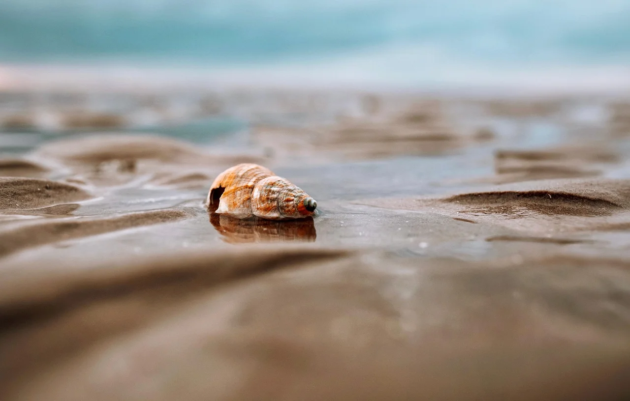 Seashell resting on wet beach sand